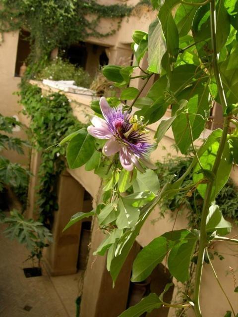 Hotel Dar Zahia Taroudant Exteriér fotografie