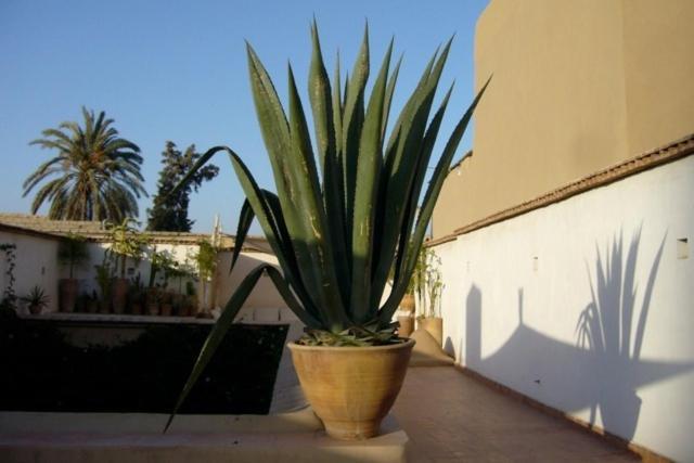 Hotel Dar Zahia Taroudant Exteriér fotografie